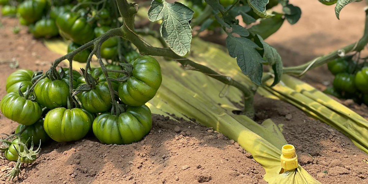 Pomodoro, CSC Lazio al lavoro per renderlo sostenibile